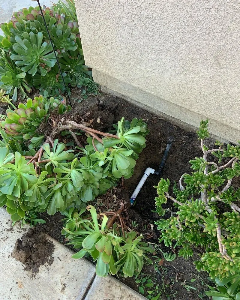 Top-rated yard cleanup service in Temecula, CA - Swydens Professional Lawn Care Service