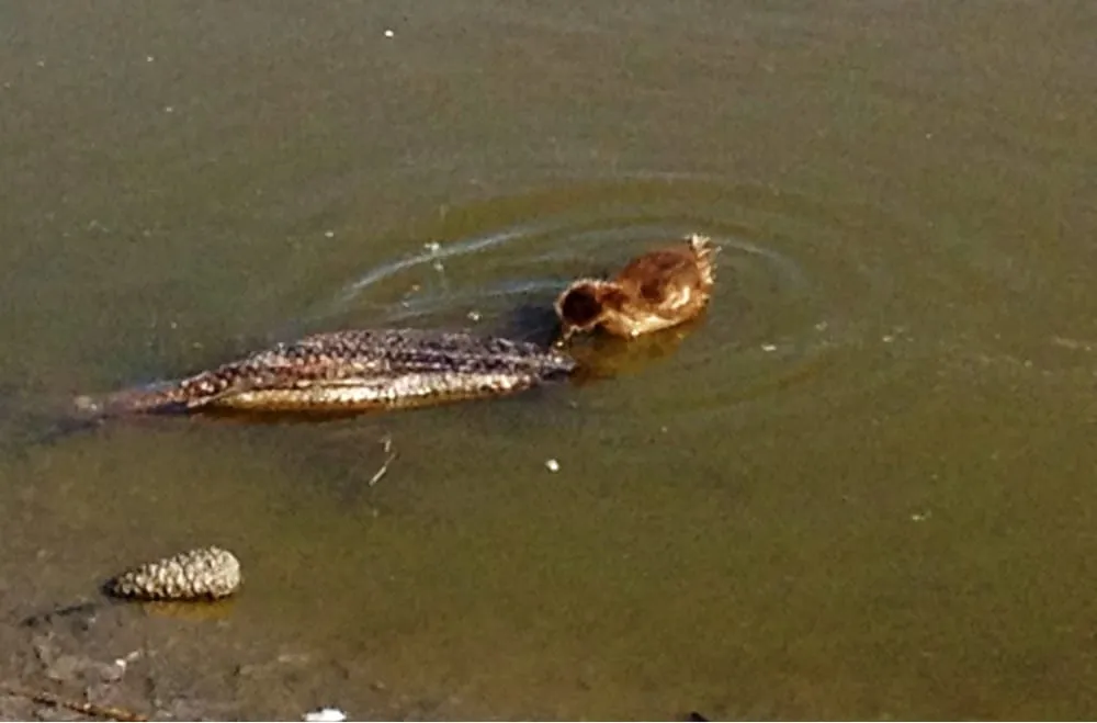 Reliable residential landscaping for year-round maintenance in Livermore, CA by Sycamore Landscaping