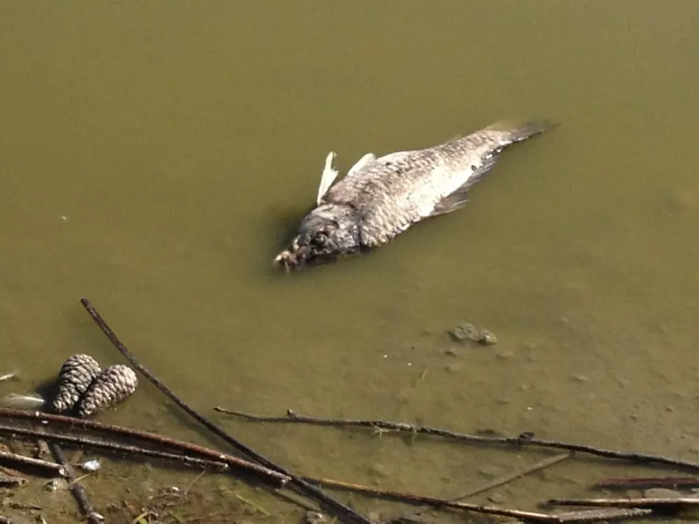 Professional residential landscaping in Livermore, CA by Sycamore Landscaping