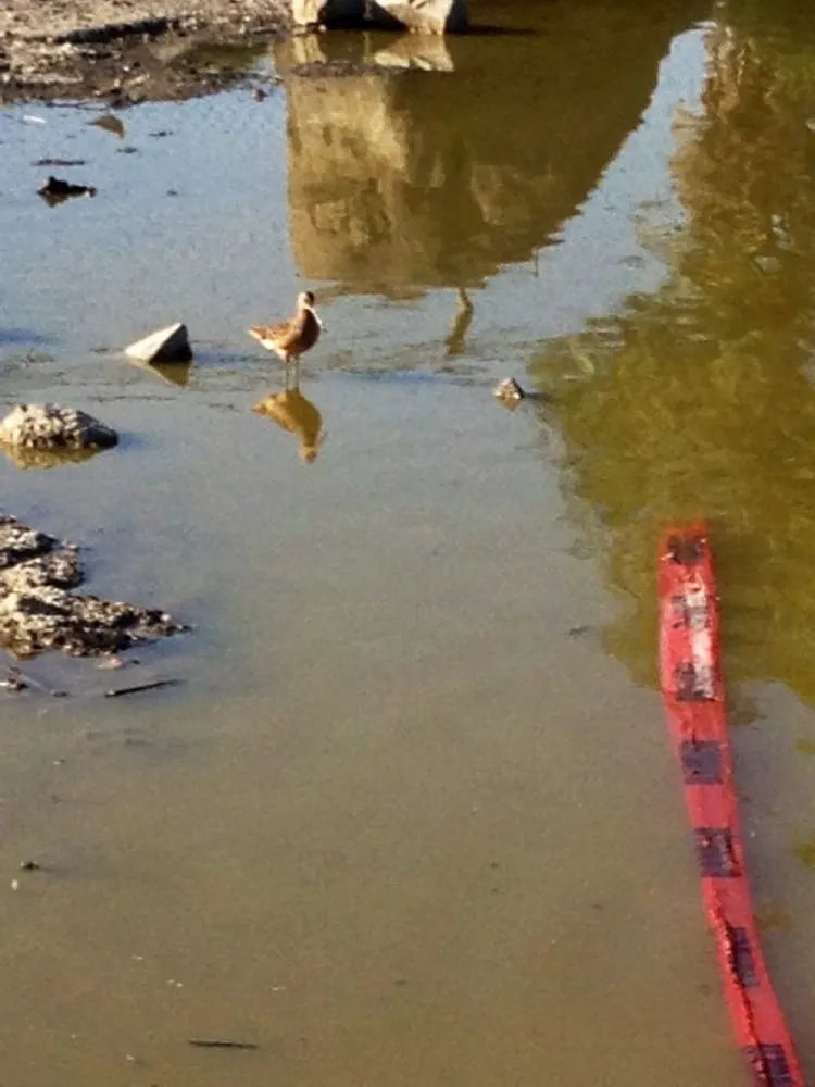 Affordable landscape installation in Livermore, CA - Sycamore Landscaping