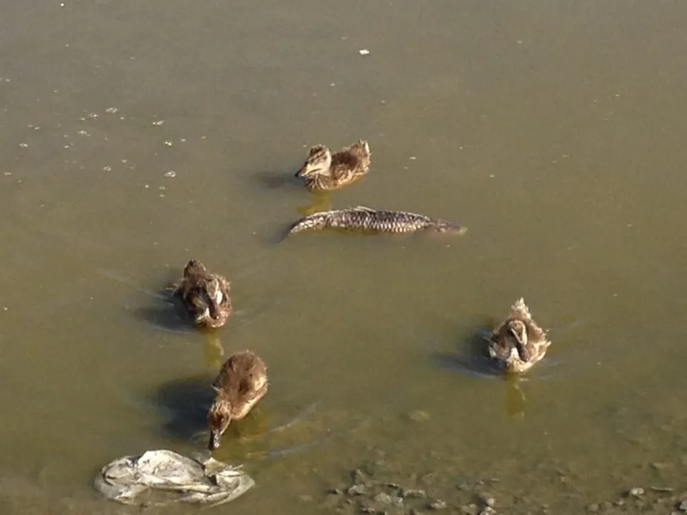 Professional landscaping services in Livermore, CA by Sycamore Landscaping