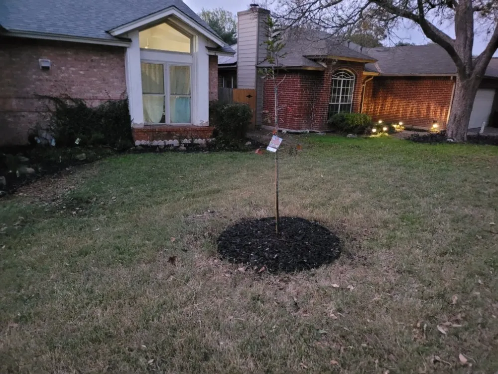 Trusted yard maintenance in Converse, TX by Sylvester Landscape
