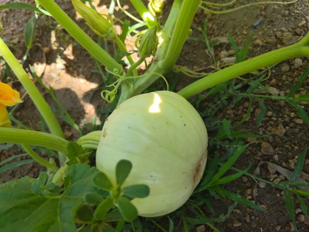 Top-rated yard maintenance experts serving Converse, TX - Sylvester Landscape