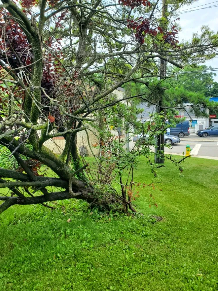 Local lawn care service in Bronx, NY by Sylvester's Home Improvement