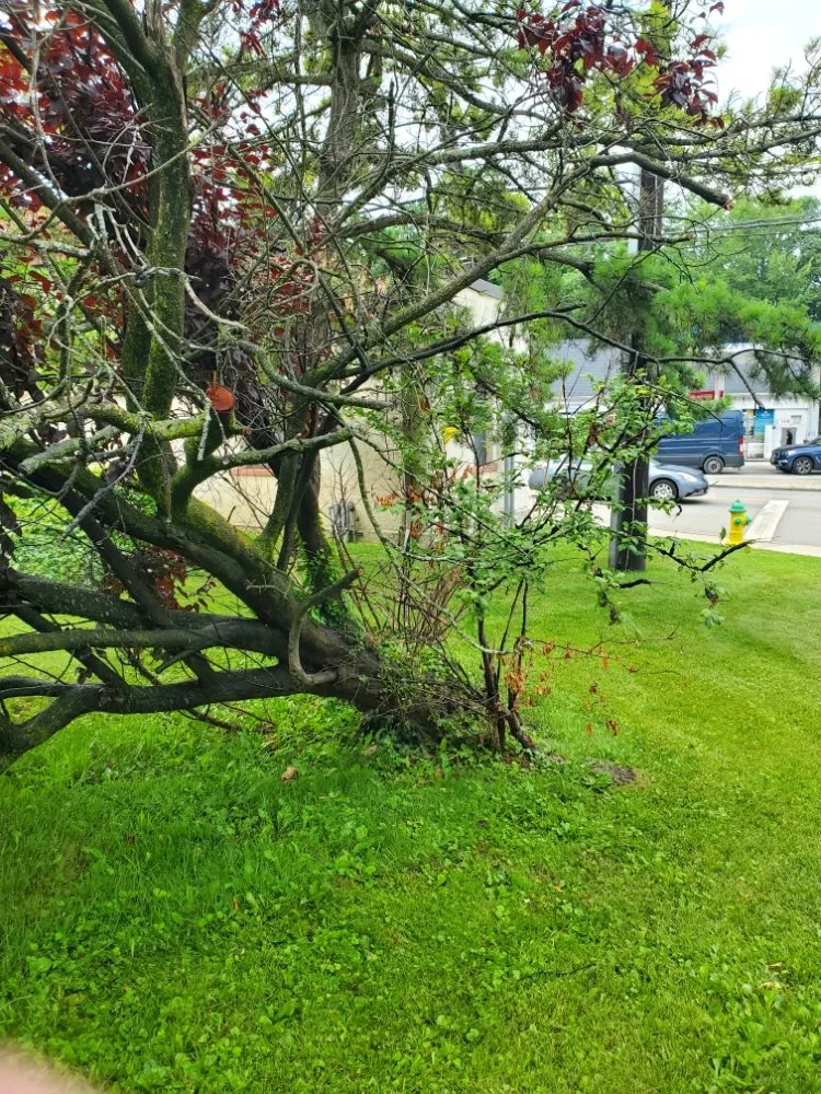 Affordable lawn care service in Bronx, NY - Sylvester's Home Improvement