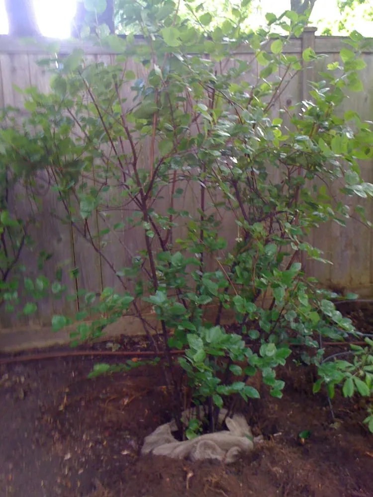 Top-rated garden landscaping in Winnetka, IL by Sylvia's Landscape