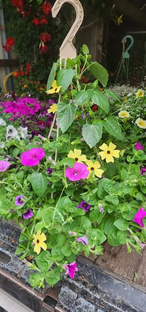 Reliable lawn care service for beautiful yards across Bloomington, IN - Sylvie Rose Home & Outdoor Services