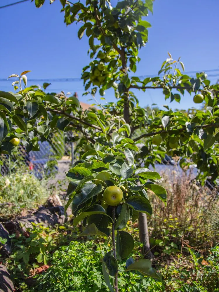Trusted yard cleanup service in Portland, OR by SymbiOp Landscaping