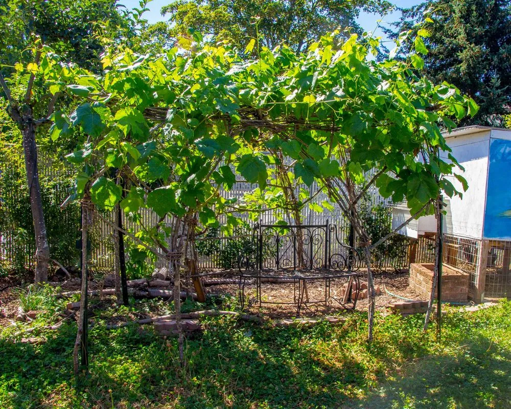 Expert yard maintenance in Portland, OR - SymbiOp Landscaping