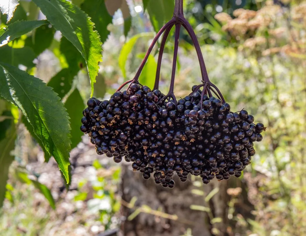 Custom landscape design experts serving Portland, OR - SymbiOp Landscaping