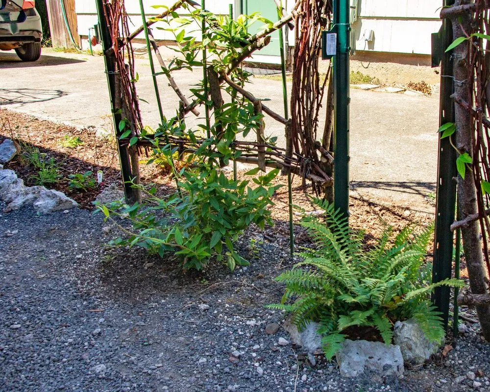Local outdoor landscaping for beautiful yards in Portland, OR by SymbiOp Landscaping