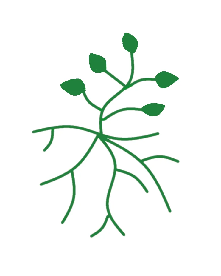 Custom landscape installation experts serving Kansas City, MO - Synergistic Ecological Concepts