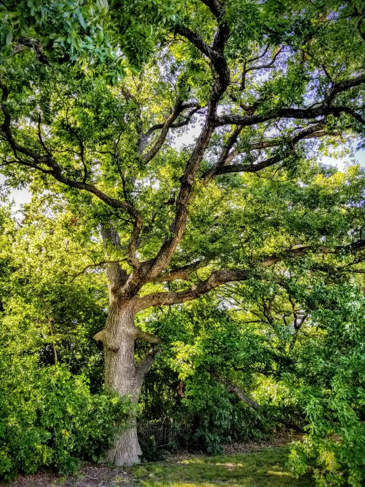 Affordable landscape design for beautiful yards across Lucas, TX - Synergistic Plant Health