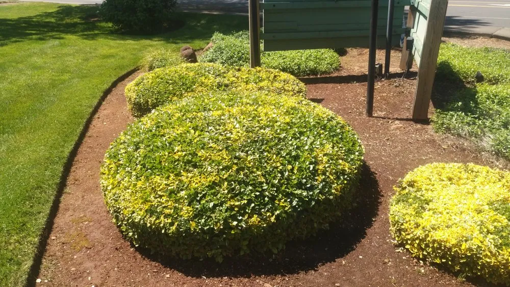 Expert lawn care service for year-round maintenance across Jefferson, OR - Synergy Landscape