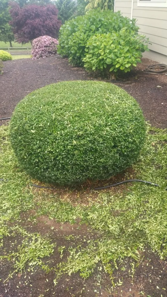 Expert garden landscaping in Jefferson, OR by Synergy Landscape