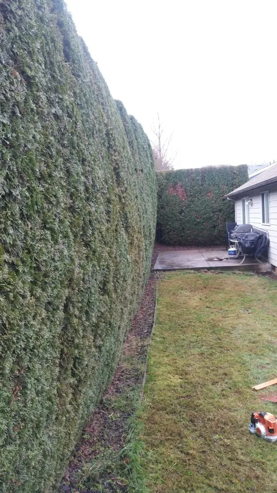 Affordable yard maintenance in Jefferson, OR by Synergy Landscape