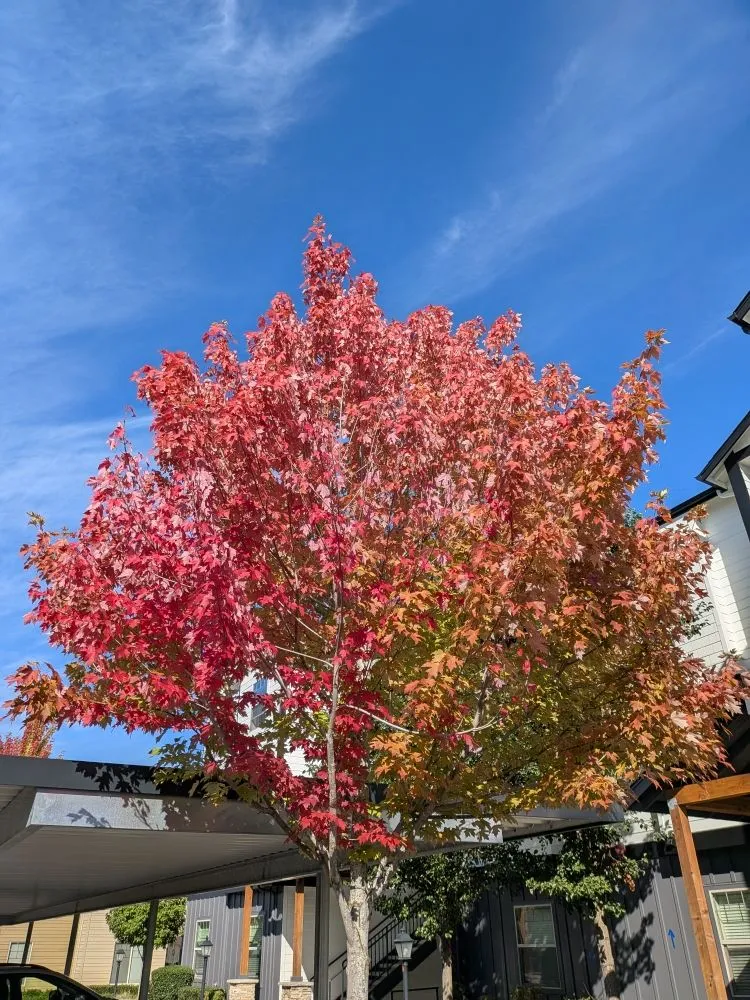 Top-rated lawn care service for homes in Jefferson, OR by Synergy Landscape