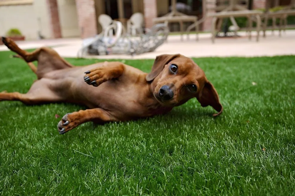 Expert residential landscaping experts serving Birmingham, AL - SYNLawn Alabama