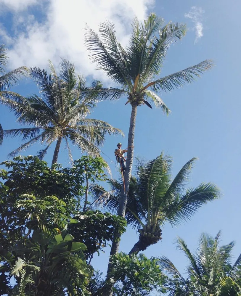 Top-rated lawn mowing service in Honolulu, HI - SYNLawn Hawaii