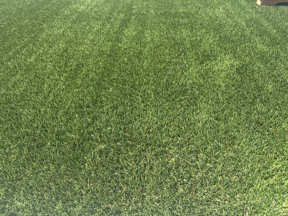 Custom landscaping services for outdoor upgrades across Bakersfield, CA - SYNlawn Kern County