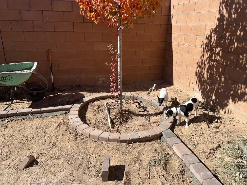 Top-rated lawn care service in Albuquerque, NM by SYNLawn of New Mexico