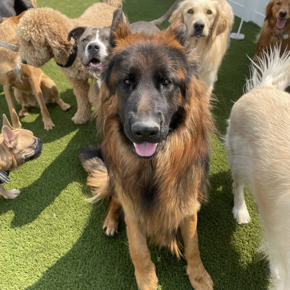 Local yard maintenance in Winter Garden, FL by SYNLawn Orlando