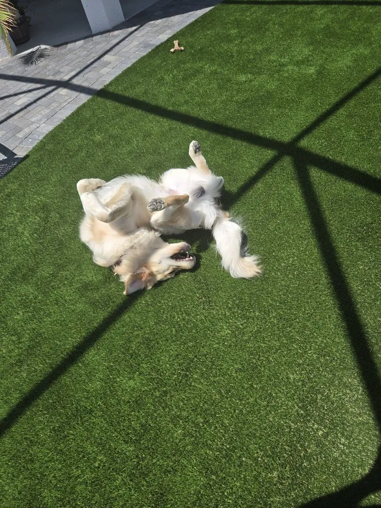 Affordable yard maintenance experts serving Bradenton, FL - SYNLawn Tampa