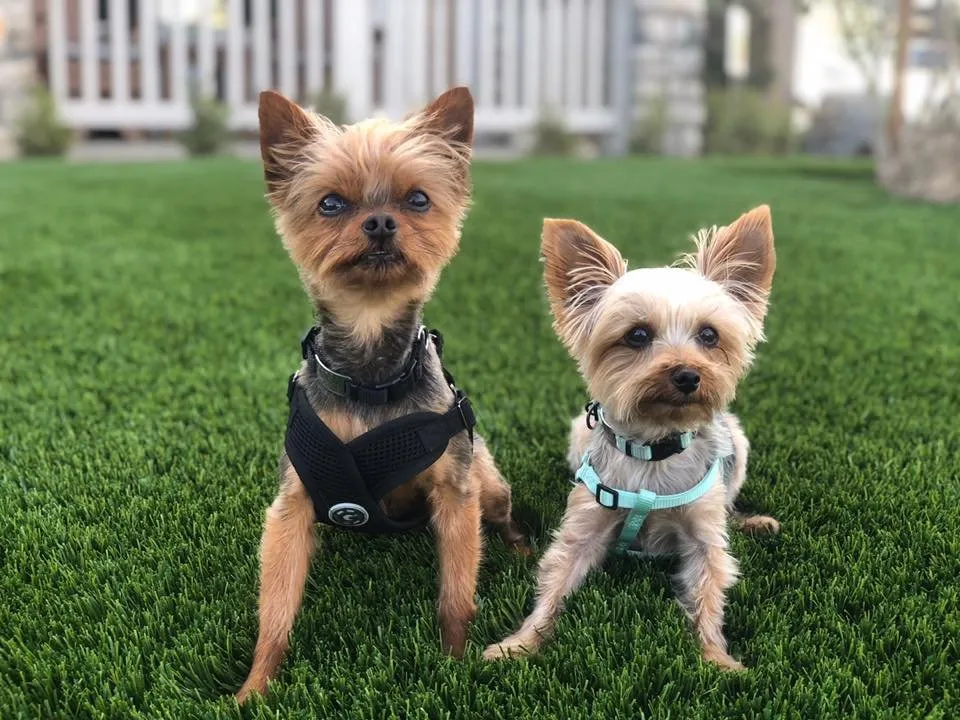 Reliable residential landscaping experts serving Fresno, CA - Synthetic Grass Warehouse - Fresno