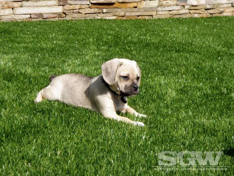 Expert lawn care service in Anaheim, CA - Synthetic Grass Warehouse