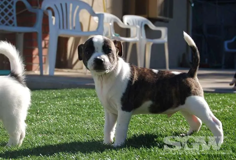 Affordable yard maintenance in Anaheim, CA by Synthetic Grass Warehouse