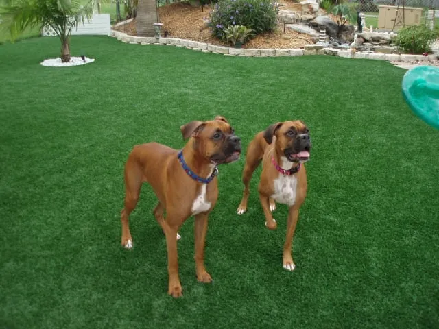 Top-rated residential landscaping in Dalton, GA by Synthetic Turf International