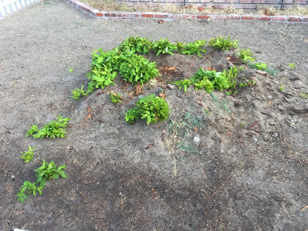 Trusted yard maintenance with custom design in Paramount, CA by Synthetic Turf Pros