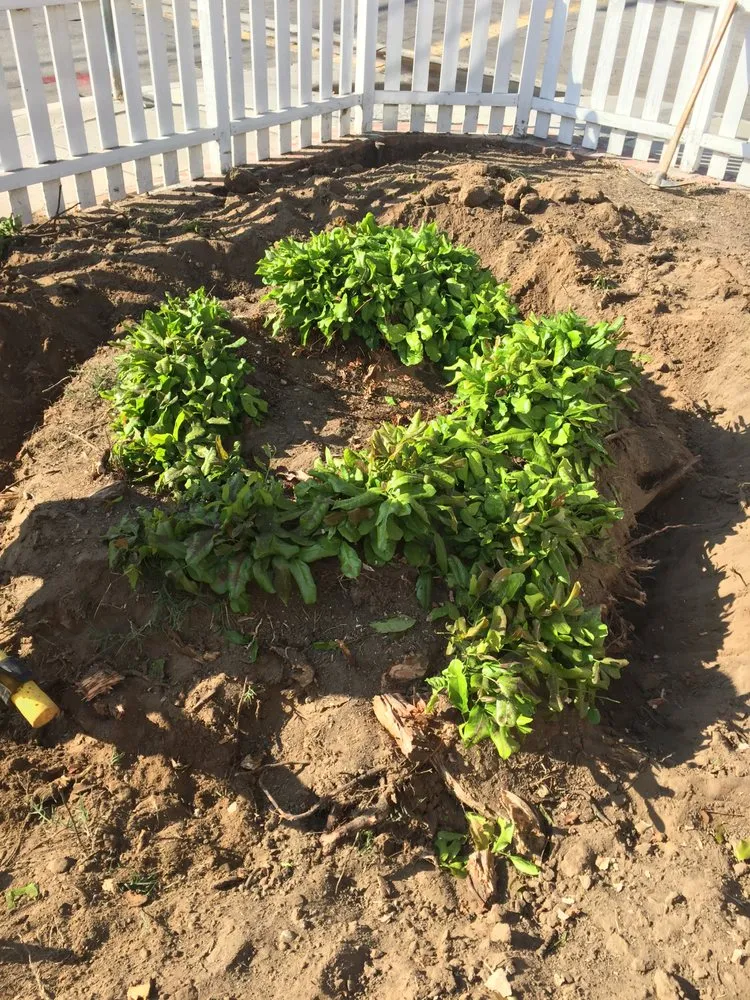 Top-rated residential landscaping in Paramount, CA by Synthetic Turf Pros