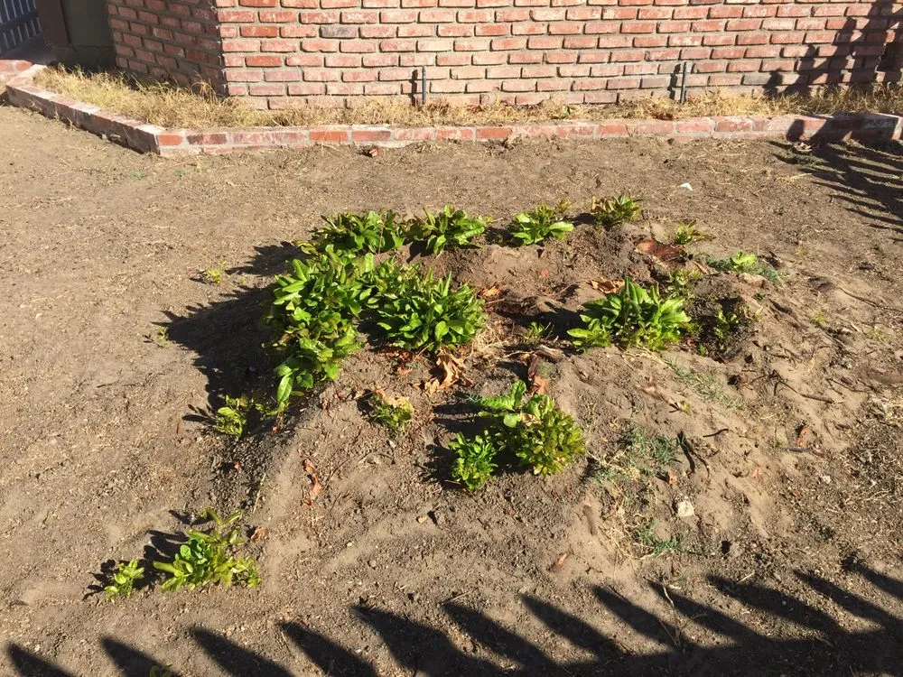 Expert garden landscaping in Paramount, CA - Synthetic Turf Pros