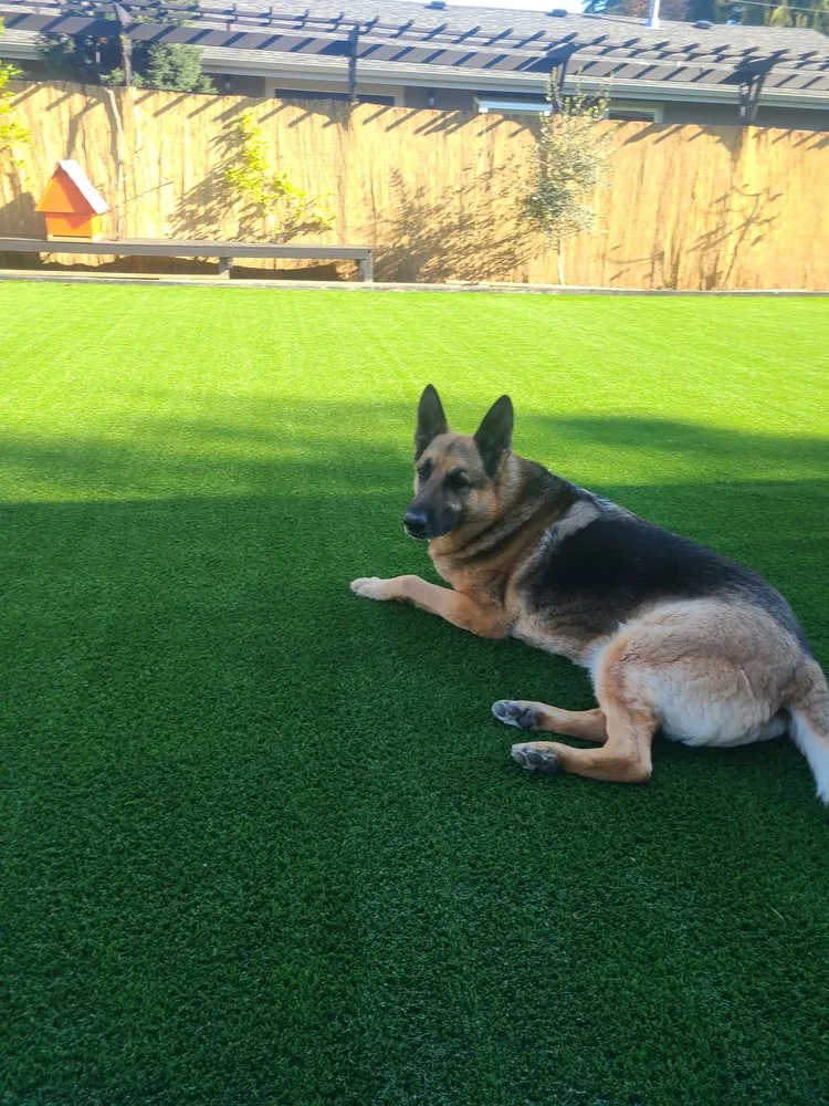 Expert outdoor landscaping for beautiful yards across Bothell, WA - Synthetic Turf Solutions