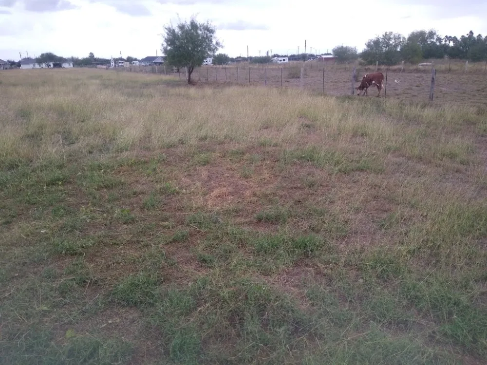 Affordable landscape design in Edinburg, TX - S&Z Home Services