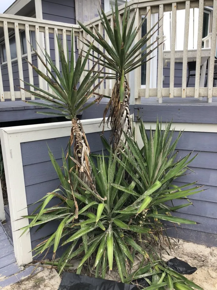 Custom yard maintenance for residential properties across Edinburg, TX - S&Z Home Services