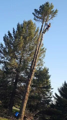 Local outdoor landscaping in Iowa Falls, IA by T & B Property Maintenance & Tree Service