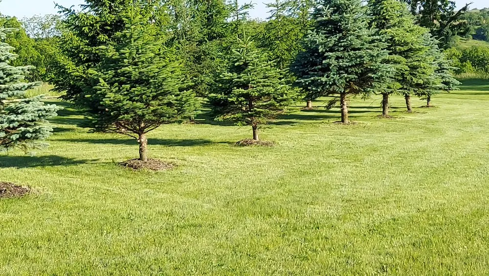 Local outdoor landscaping in Blanchardville, WI by T & B Property Maintenance