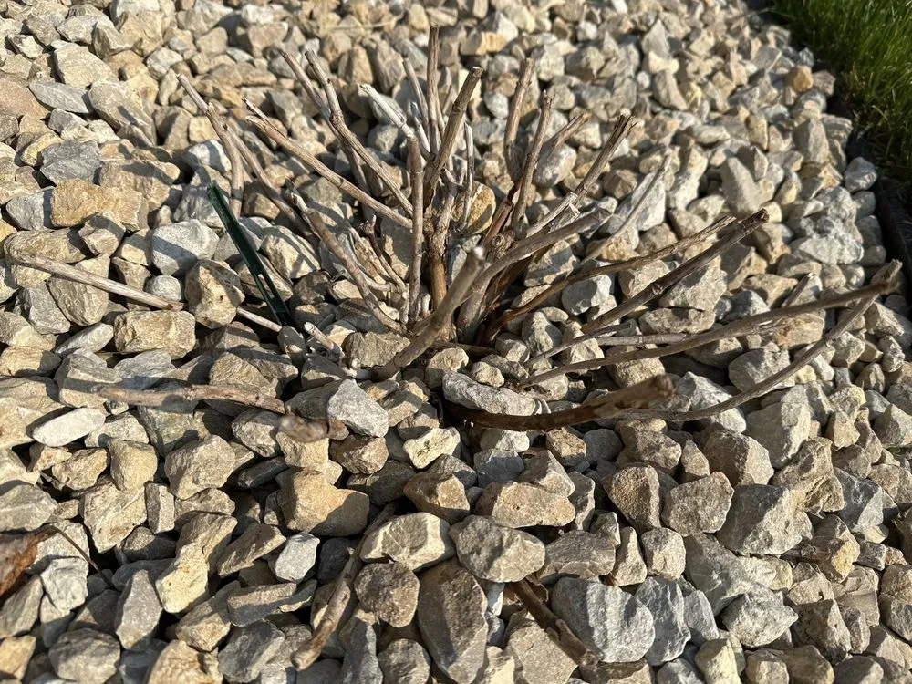 Professional outdoor landscaping in Otsego, MN by T & C Dirtworks