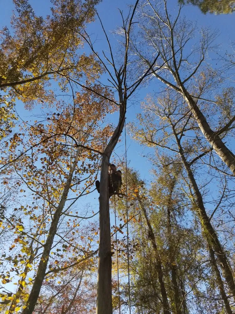 Custom landscape installation near you in Spartanburg, SC by T & C Landscaping