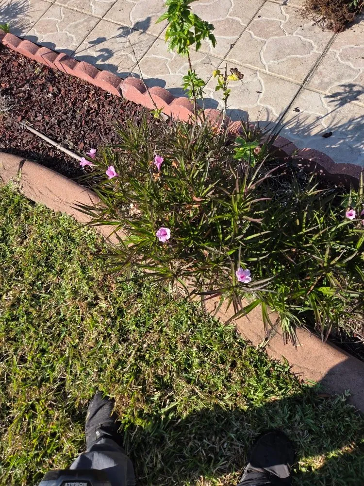 Local garden landscaping for beautiful yards in Brooksville, FL by T & J Land Services