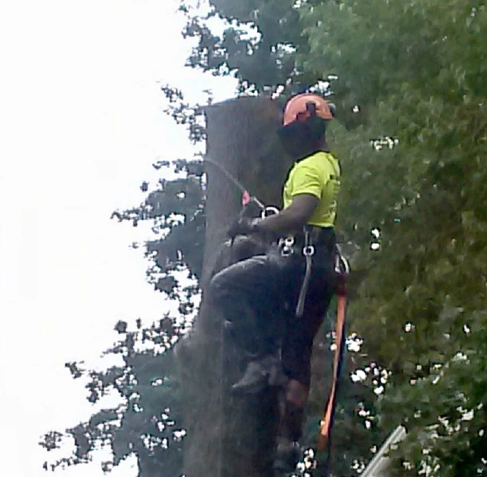 Custom lawn care service with custom design in Philadelphia, PA by T & J Tree Services