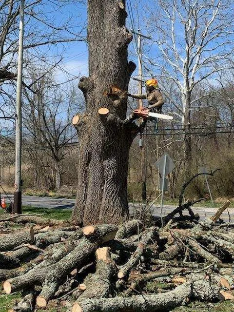 Professional landscaping services in Philadelphia, PA - T & J Tree Services