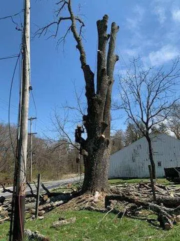 Affordable outdoor landscaping for year-round maintenance in Philadelphia, PA by T & J Tree Services