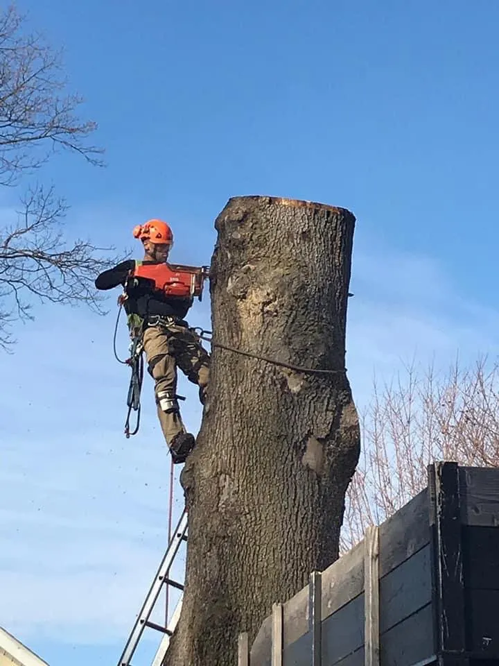 Trusted landscape design experts serving Philadelphia, PA - T & J Tree Services