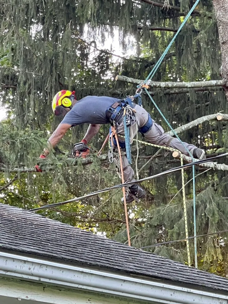 Trusted lawn care service for beautiful yards in Philadelphia, PA by T & J Tree Services