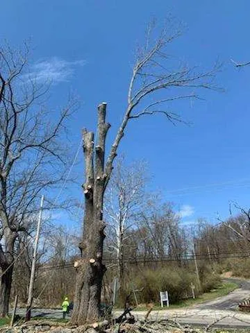 Professional yard cleanup service for residential properties across Philadelphia, PA - T & J Tree Services