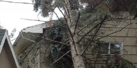 Professional lawn mowing service in Macedon, NY by T & L Tree And Landscape