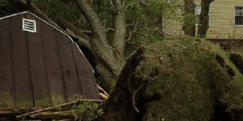 Top-rated yard cleanup service for beautiful yards across Macedon, NY - T & L Tree And Landscape